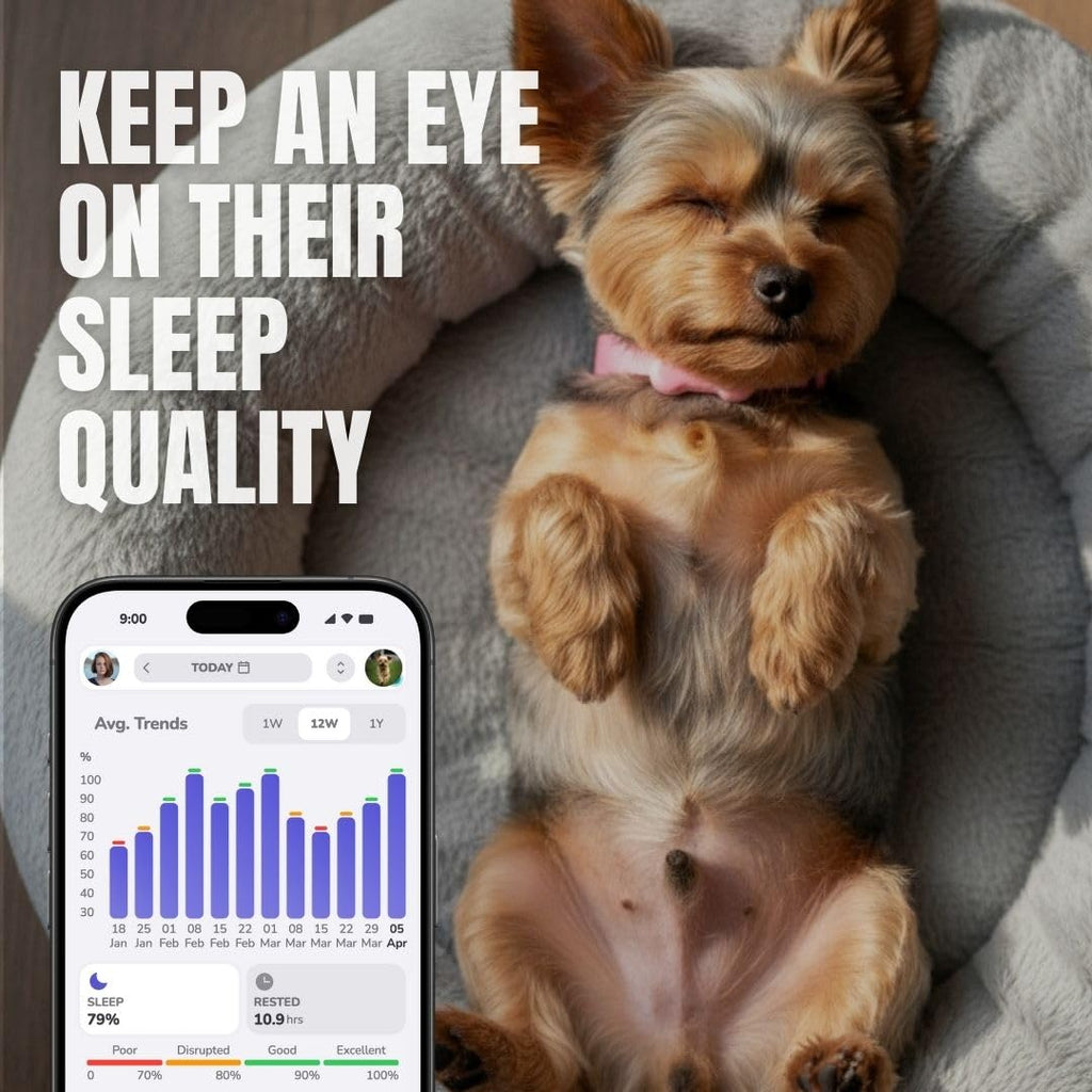 Waterproof Dog Activity Monitor with Health and Fitness Tracking