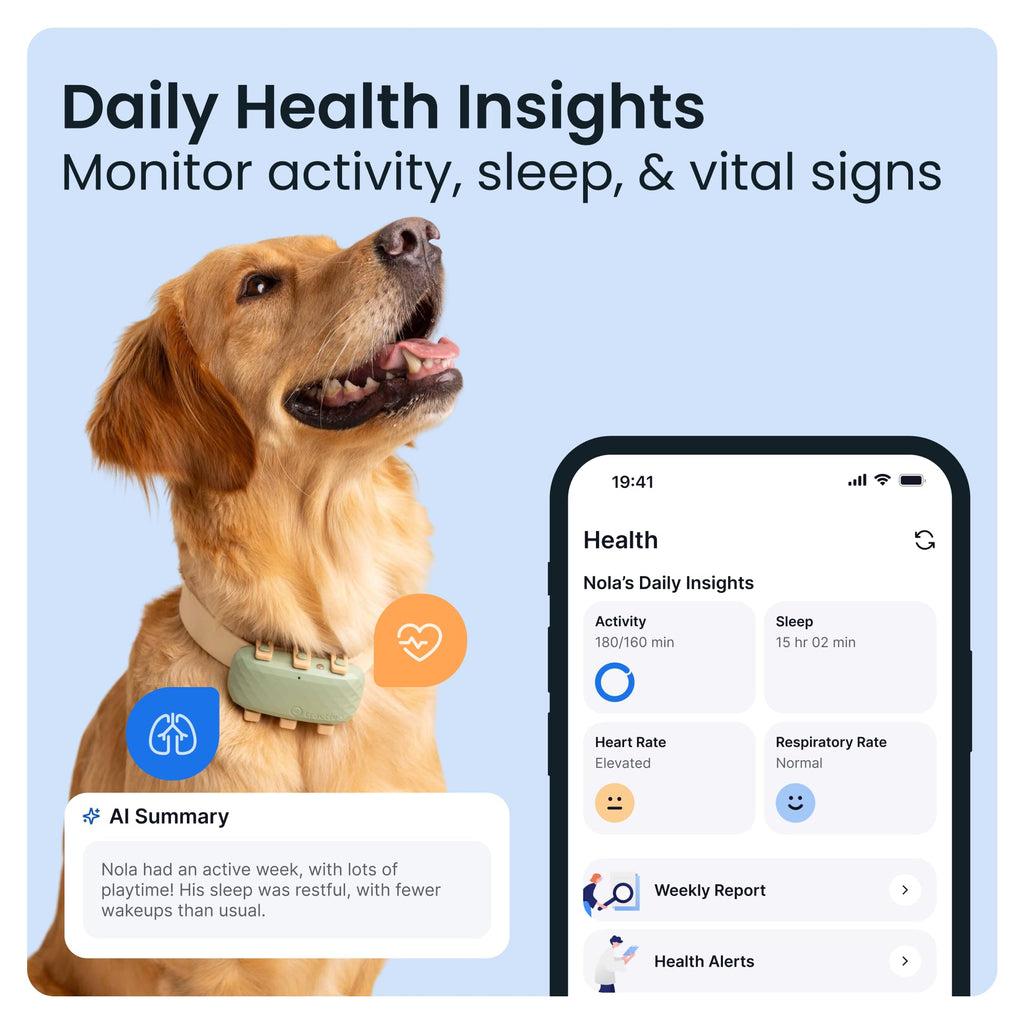 XL Smart GPS Dog Tracker with Real-Time Location and Health Alerts