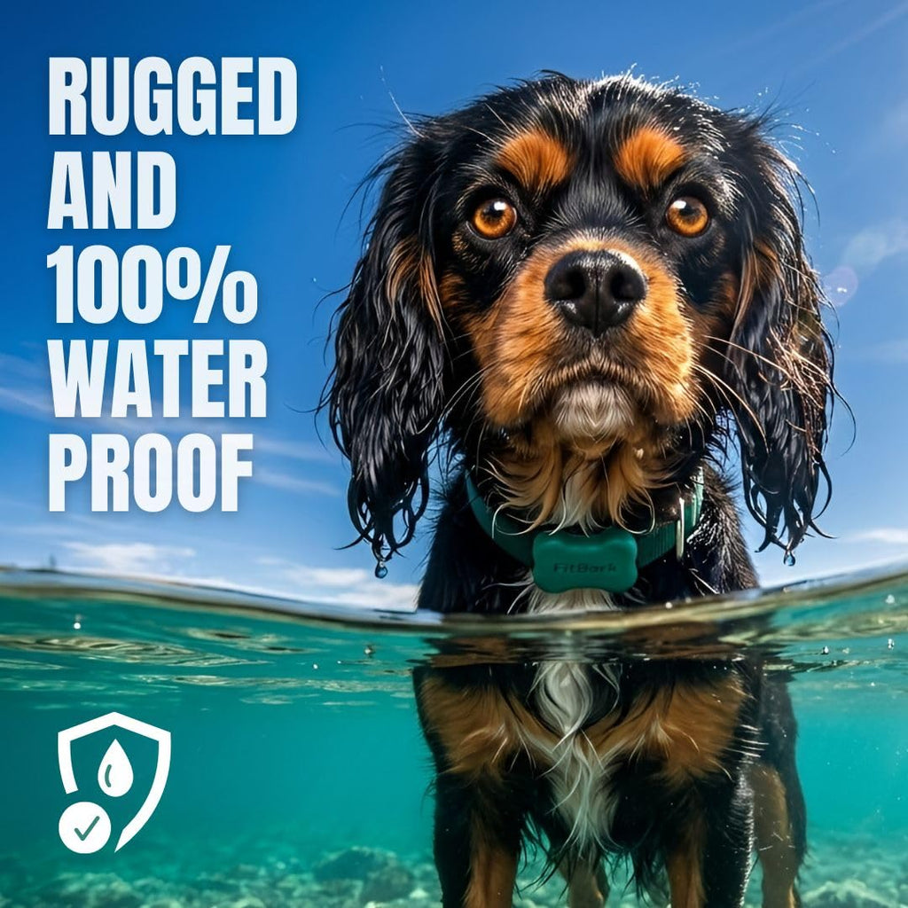 Waterproof Dog Activity Monitor with Health and Fitness Tracking