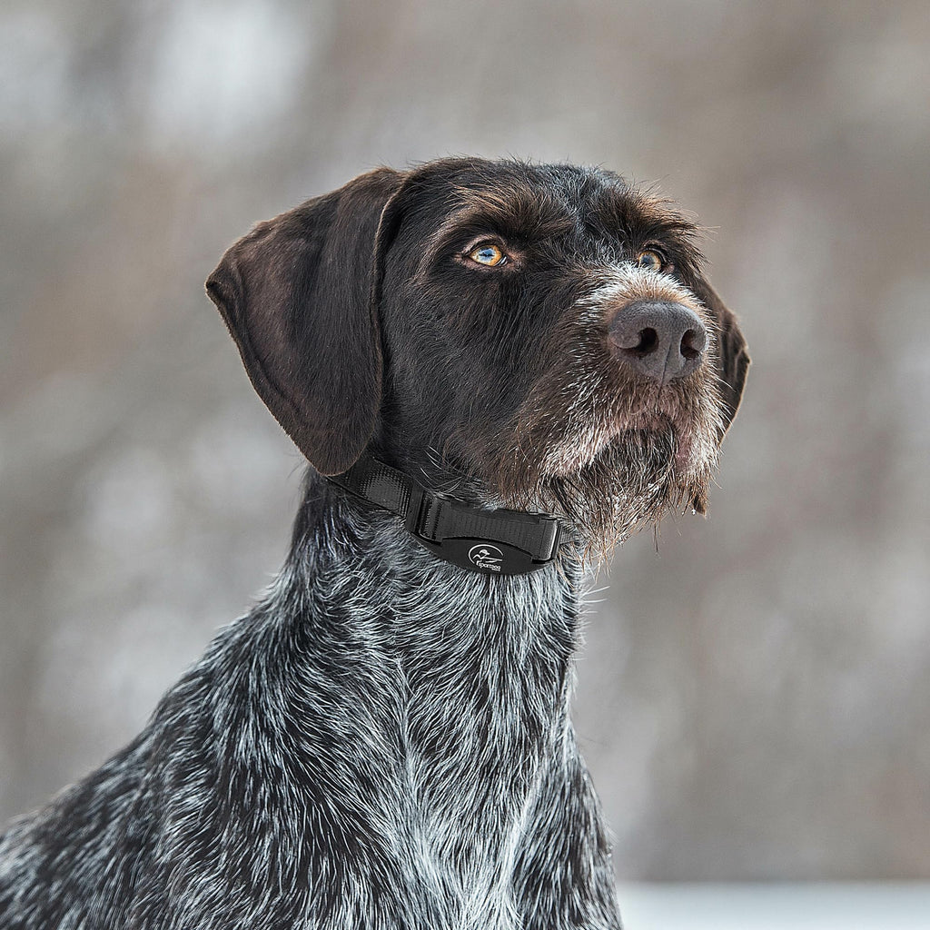 SportDOG NoBark collar